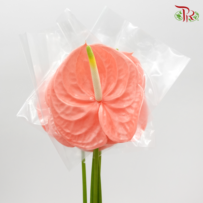 Anthurium Peach - 5 Stems - Pudu Ria Florist Southern