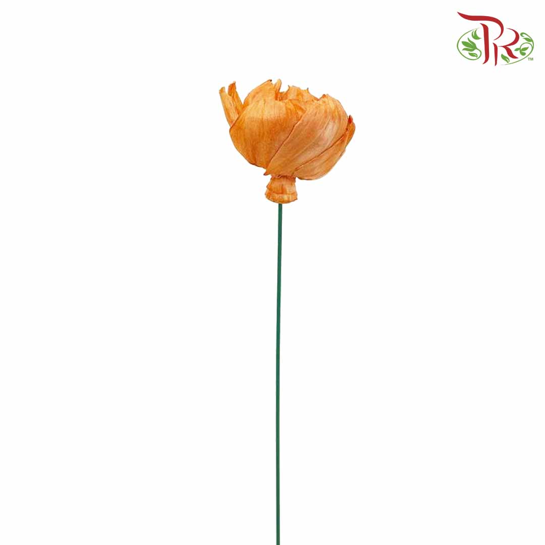 Dry Sola Rose Big - Orange - Pudu Ria Florist Southern