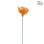 Dry Sola Rose Big - Orange - Pudu Ria Florist Southern
