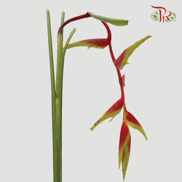 Pendula Red (Heliconia Hanging) - Per Stems - Pudu Ria Florist Southern