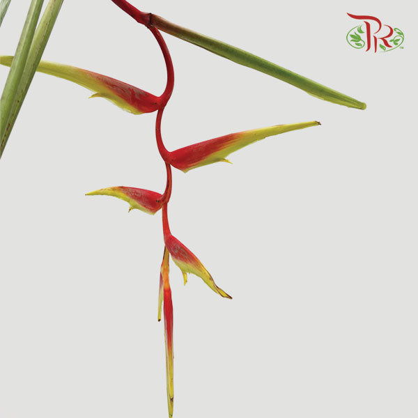 Pendula Red (Heliconia Hanging) - Per Stems - Pudu Ria Florist Southern