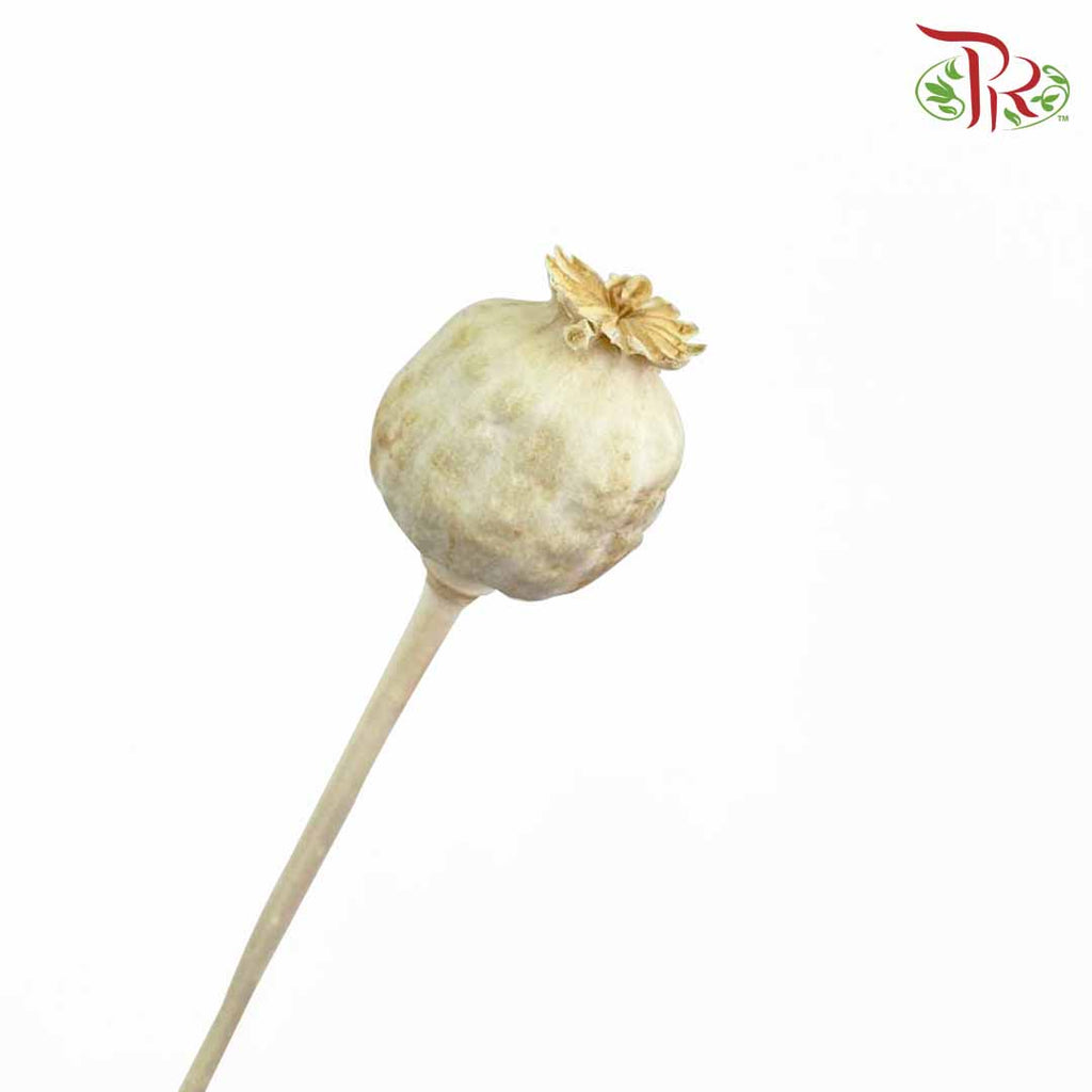 Dry Papaver - Pudu Ria Florist Southern