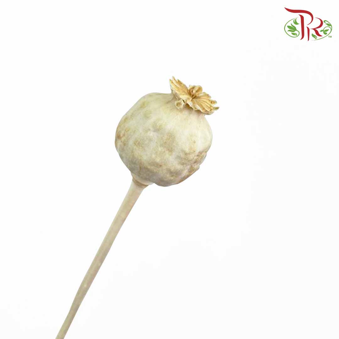 Dry Papaver - Pudu Ria Florist Southern