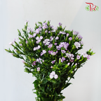 Phlox Lilac - Per Bunch - Pudu Ria Florist Southern