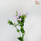 Phlox Lilac - Per Bunch - Pudu Ria Florist Southern