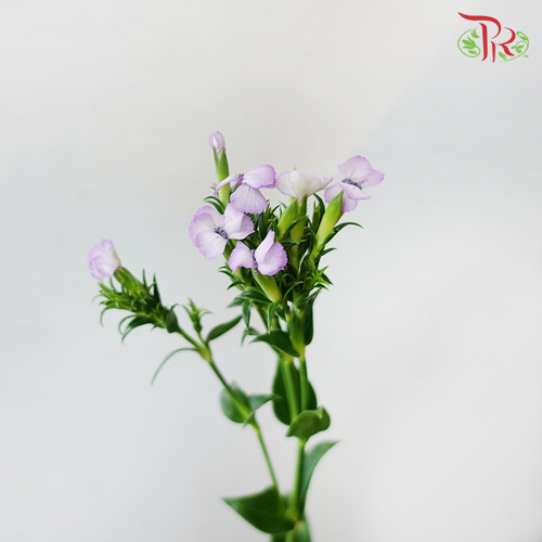 Phlox Lilac - Per Bunch - Pudu Ria Florist Southern