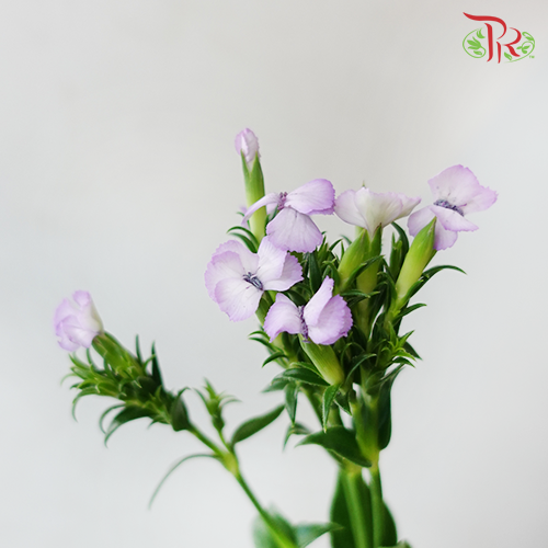 Phlox Lilac - Per Bunch - Pudu Ria Florist Southern