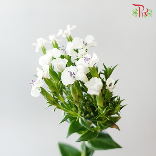 Phlox White - Per Bunch - Pudu Ria Florist Southern