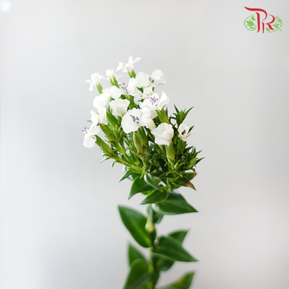Phlox White - Per Bunch - Pudu Ria Florist Southern
