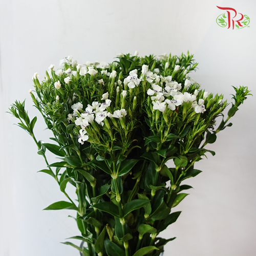 Phlox White - Per Bunch - Pudu Ria Florist Southern