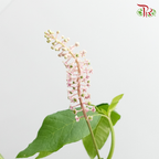 Phytolacca - Per Pack - Pudu Ria Florist Southern