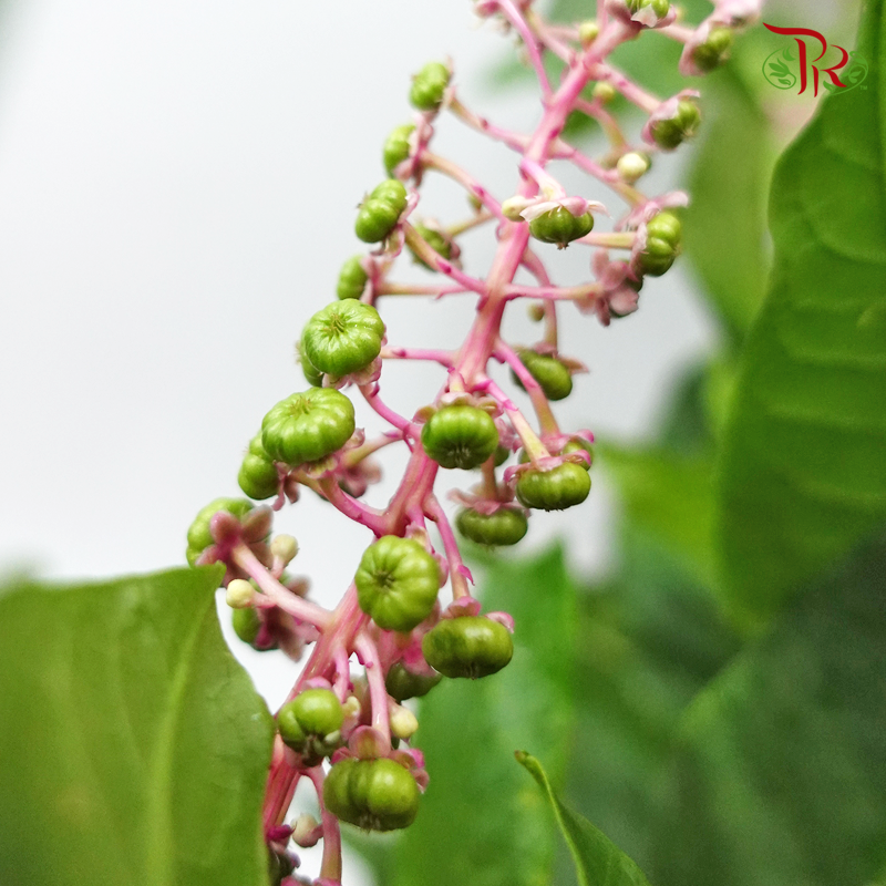 Phytolacca - Per Pack - Pudu Ria Florist Southern