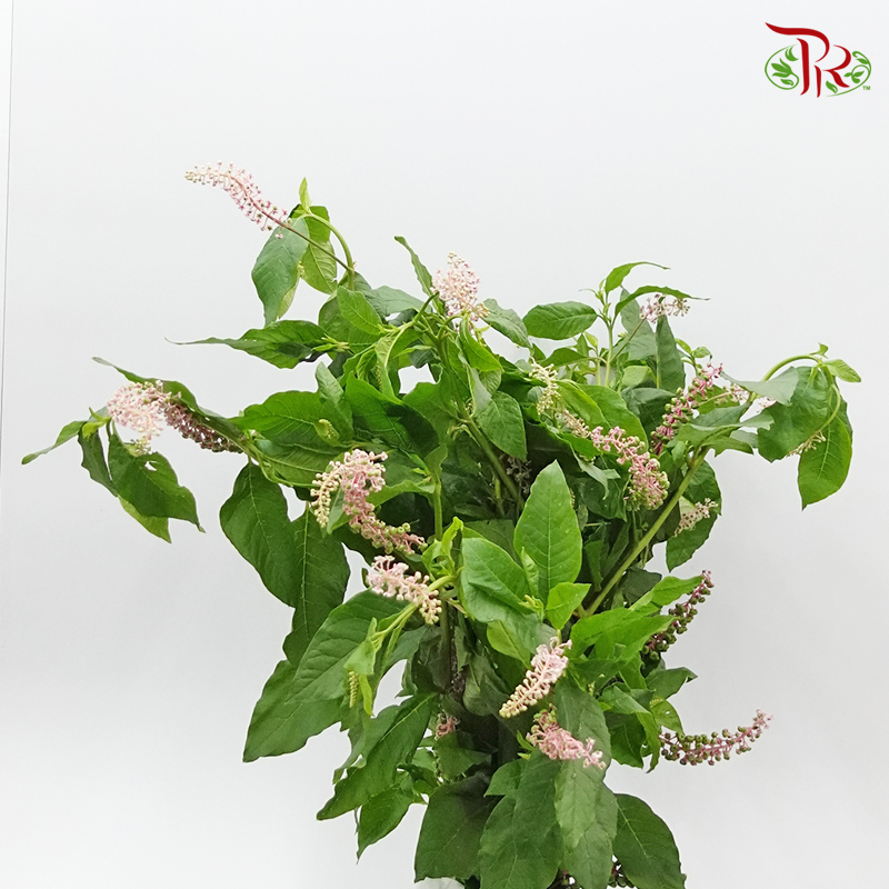 Phytolacca - Per Pack - Pudu Ria Florist Southern