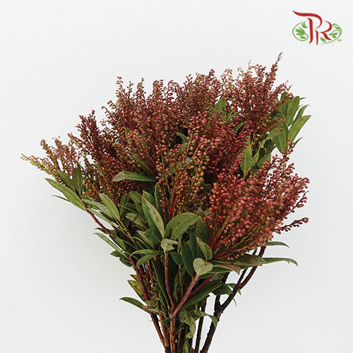 Pieris Japonica Red - Pudu Ria Florist Southern