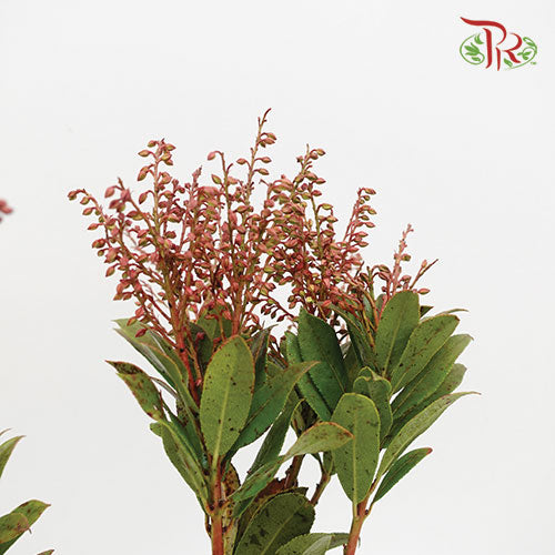 Pieris Japonica Red - Pudu Ria Florist Southern