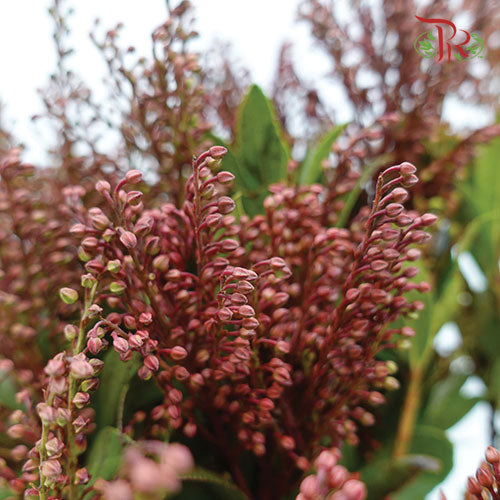 Pieris Japonica Red - Pudu Ria Florist Southern