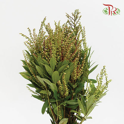 Pieris Japonica Green - Pudu Ria Florist Southern