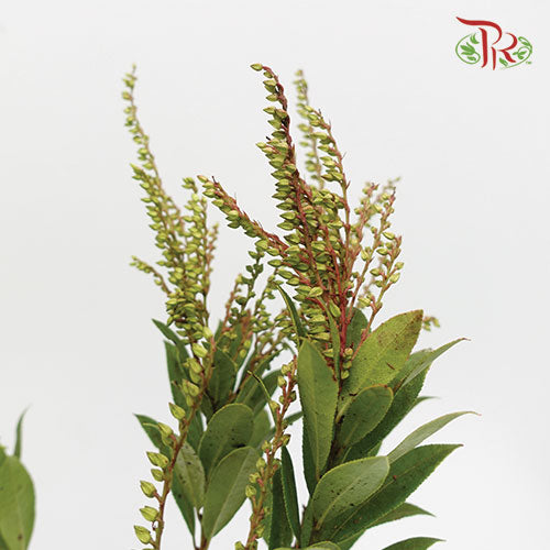 Pieris Japonica Green - Pudu Ria Florist Southern