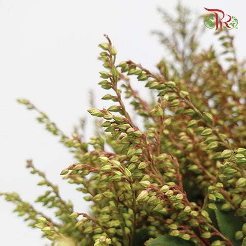 Pieris Japonica Green - Pudu Ria Florist Southern