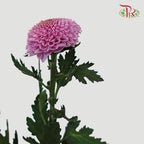 Chrysanthemum Ping Pong Pink (10-12 Stems) - Pudu Ria Florist Southern