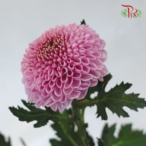 Chrysanthemum Ping Pong Pink (10-12 Stems) - Pudu Ria Florist Southern