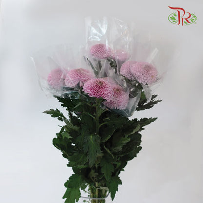 Chrysanthemum Ping Pong Pink (10-12 Stems) - Pudu Ria Florist Southern