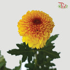 Chrysanthemum Ping Pong Tone (10-12 Stems) - Pudu Ria Florist Southern