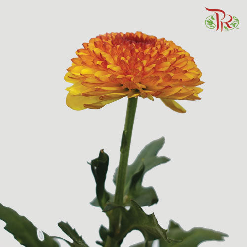 Chrysanthemum Ping Pong Tone (10-12 Stems) - Pudu Ria Florist Southern