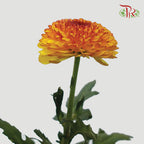 Chrysanthemum Ping Pong Tone (10-12 Stems) - Pudu Ria Florist Southern