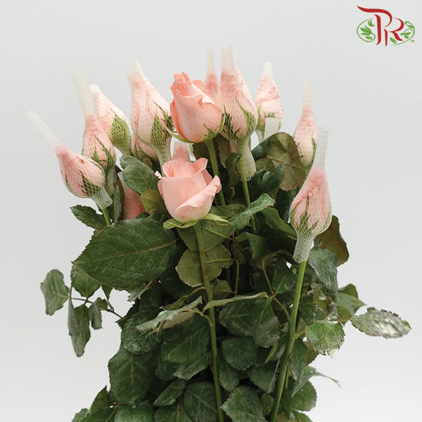 Rose Pink (19-20 Stems) - Pudu Ria Florist Southern