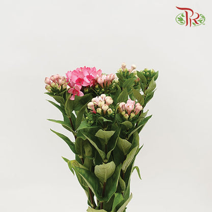 Bouvardia Pink - Pudu Ria Florist Southern