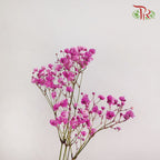 Baby's Breath Pink (8-10 Stems) - Pudu Ria Florist Southern