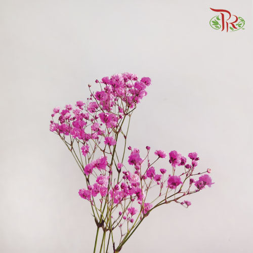 Baby's Breath Pink (8-10 Stems) - Pudu Ria Florist Southern