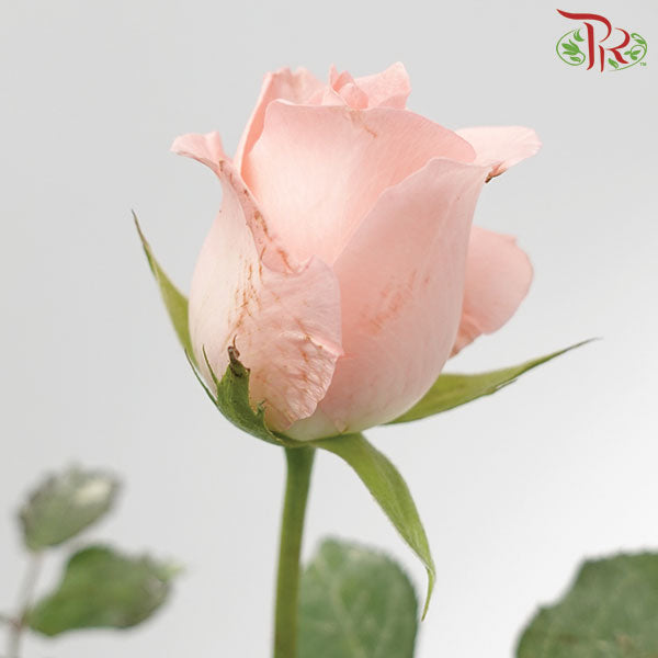 Rose Pink (19-20 Stems) - Pudu Ria Florist Southern