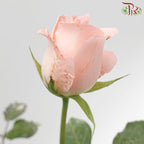 Rose Pink (19-20 Stems) - Pudu Ria Florist Southern