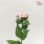 Bouvardia Pink - Pudu Ria Florist Southern