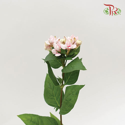 Bouvardia Pink - Pudu Ria Florist Southern