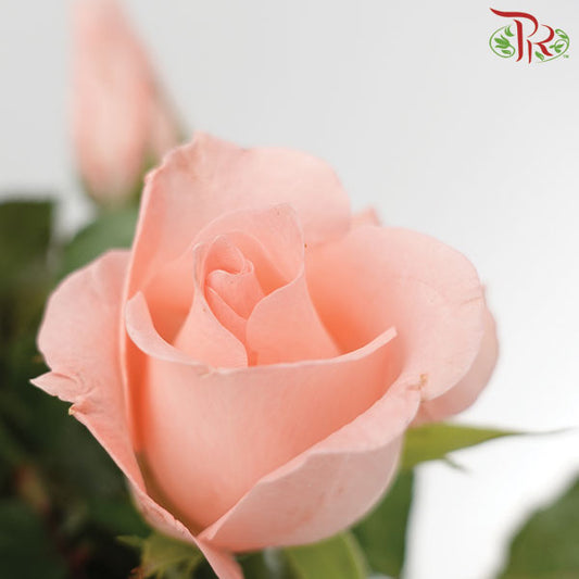 Rose Pink (19-20 Stems) - Pudu Ria Florist Southern