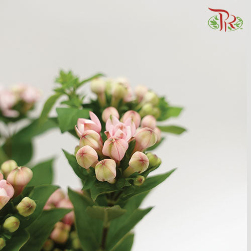 Bouvardia Pink - Pudu Ria Florist Southern