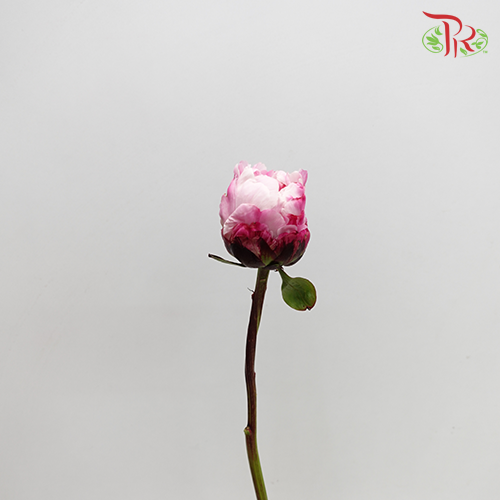 Peony Pink (2 stems) - Pudu Ria Florist Southern