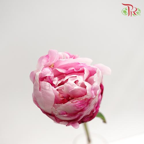 Peony Pink (2 stems) - Pudu Ria Florist Southern