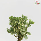 Pittosporum Leaf - Pudu Ria Florist Southern