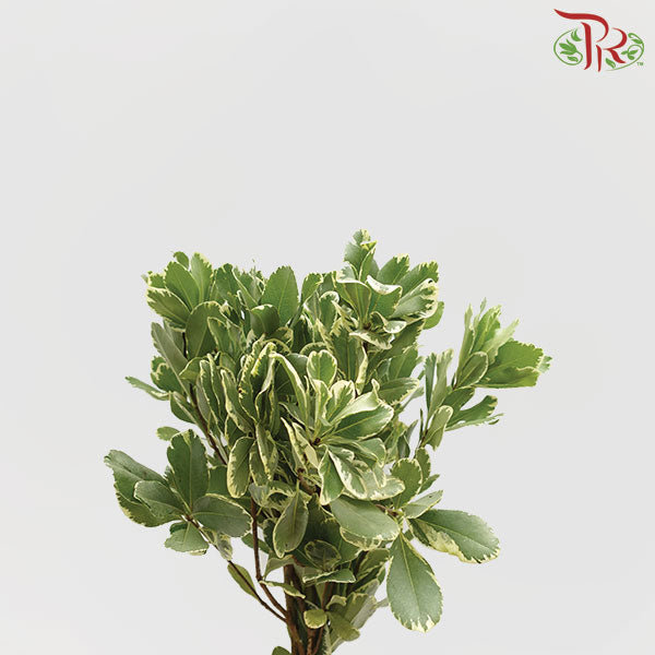 Pittosporum Leaf - Pudu Ria Florist Southern