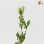 Pittosporum Leaf - Pudu Ria Florist Southern