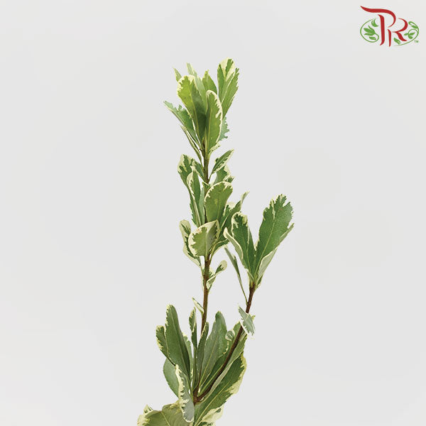 Pittosporum Leaf - Pudu Ria Florist Southern