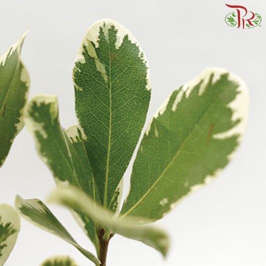 Pittosporum Leaf - Pudu Ria Florist Southern