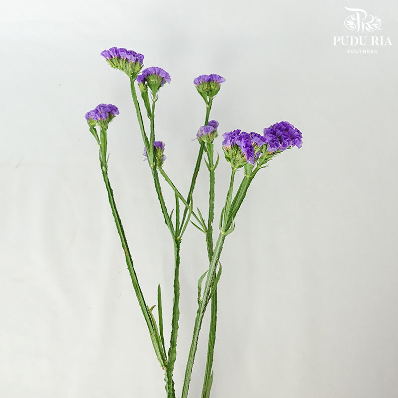Statice Purple - Pudu Ria Florist Southern