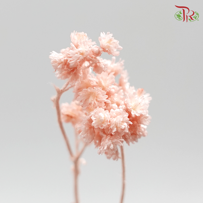 Preservative Helichrysum Crispum - Pink - Pudu Ria Florist Southern