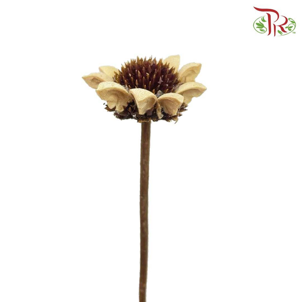 Dry Sun Chrysanthemum - Pudu Ria Florist Southern