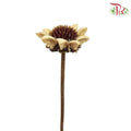 Dry Sun Chrysanthemum - Pudu Ria Florist Southern